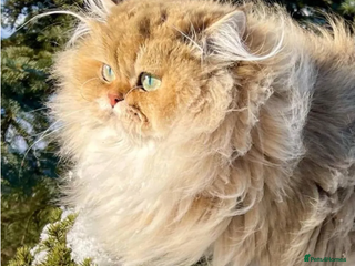 British Longhair cats Vlastar Lux Nathan BLH Black Golden Ticked Tabby - Advert 1