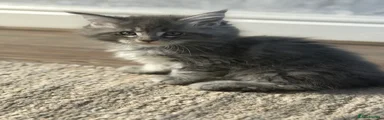 Maine Coon 4