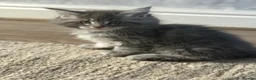 Maine Coon cats for sale: 🐾 MAINE COON KITTENS  🐾 - Advert 3