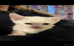 Mixed Breed cats for sale: Kitten for sale - Image 3