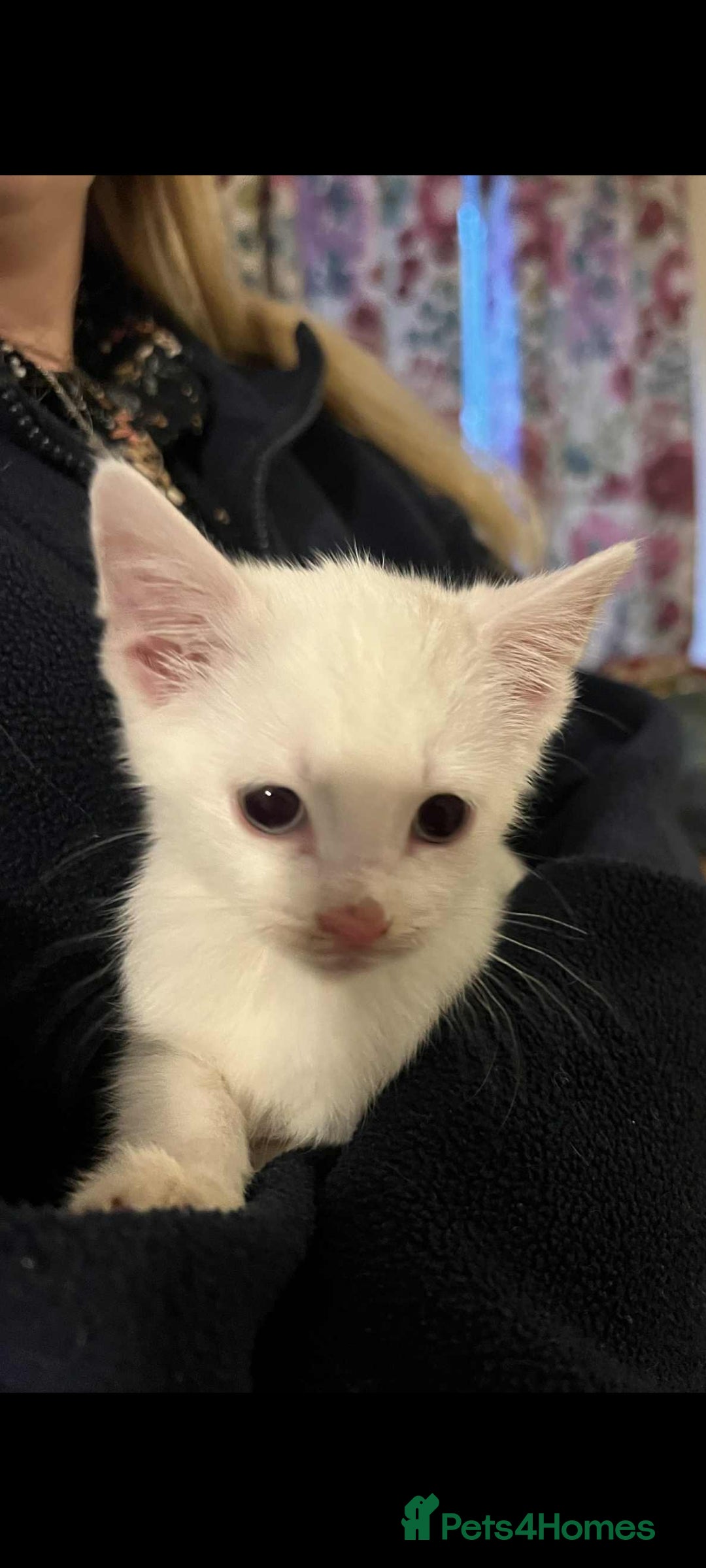 Mixed Breed cats for sale: Kitten for sale - Image 3