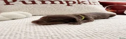 Miniature Dachshund dogs for sale: Long hair miniature daschund puppies for sale in Peterlee - Advert 25