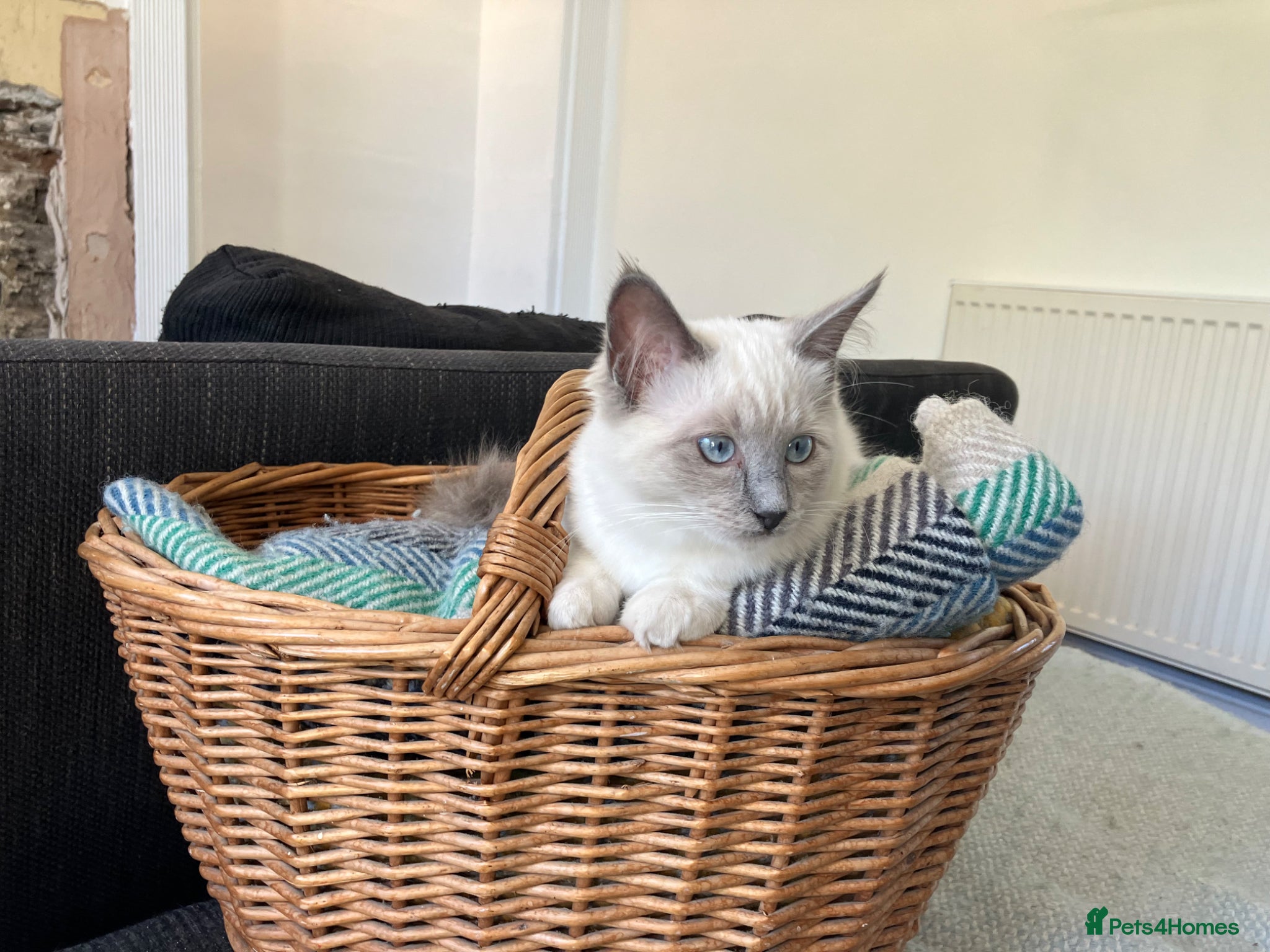 Ragdoll cats for sale: Beautiful blue pure ragdoll kittens - Advert 11