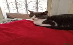 Mixed Breed cats for adoption: Smokey wants some love and attention - Image 4