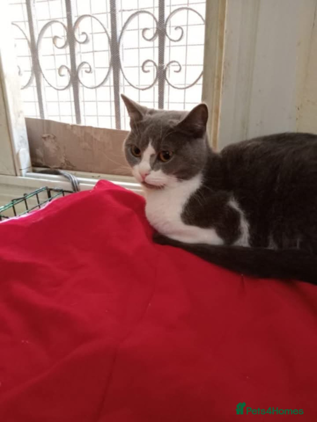 Mixed Breed cats for adoption: Smokey wants some love and attention - Image 4