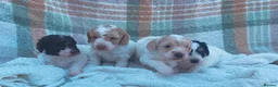Cockapoo dogs for sale: READY - 1 BOY left 🐶Cockapoos🐶 parents tested  - Advert 12