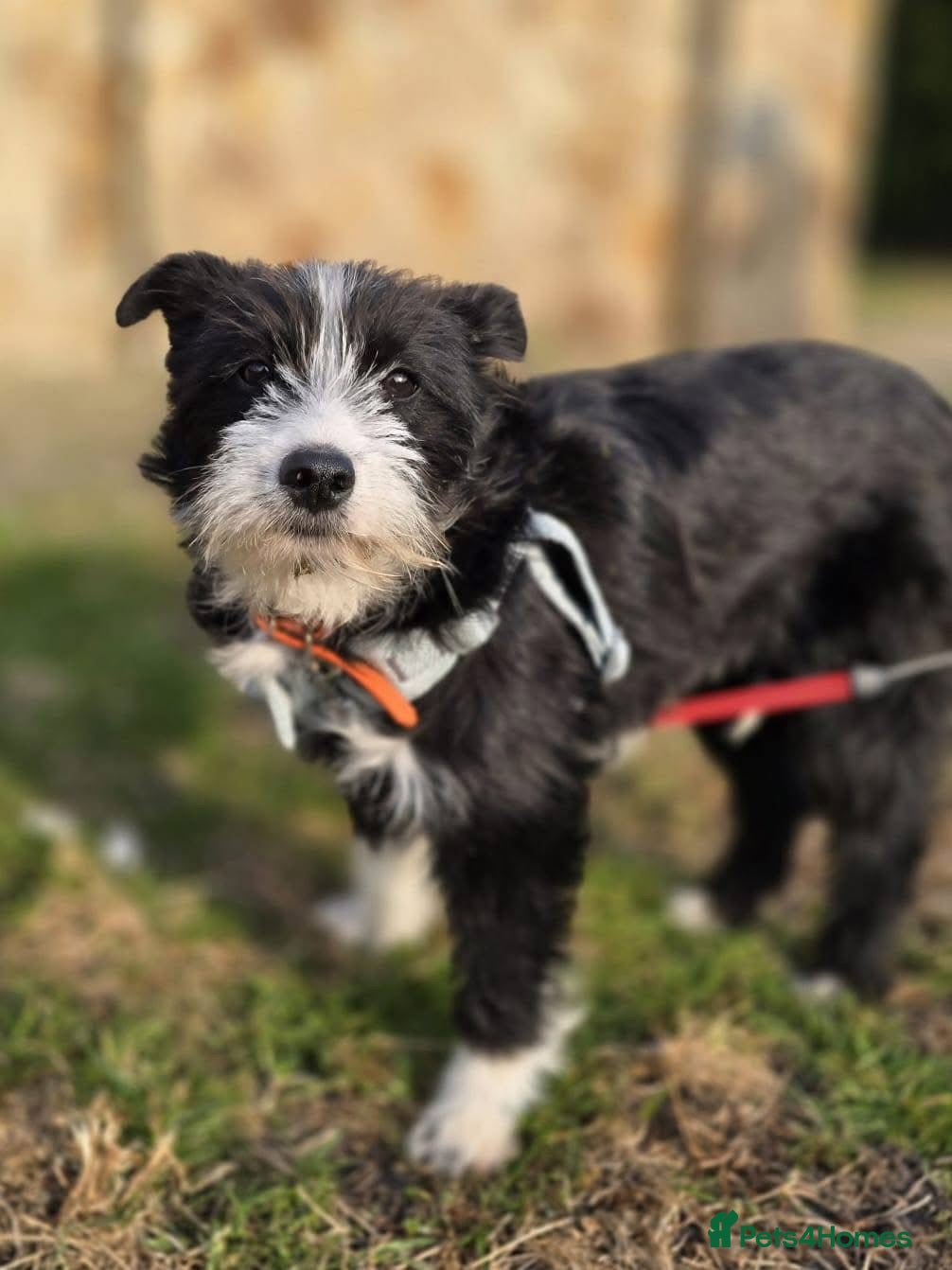 Mixed Breed dogs ❤️🐶PANDA - Advert 1