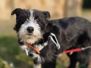 Mixed Breed dogs ❤️🐶PANDA - Advert 14