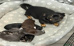 Chihuahua dogs for sale: X7 chihuahua puppies  - Image 18