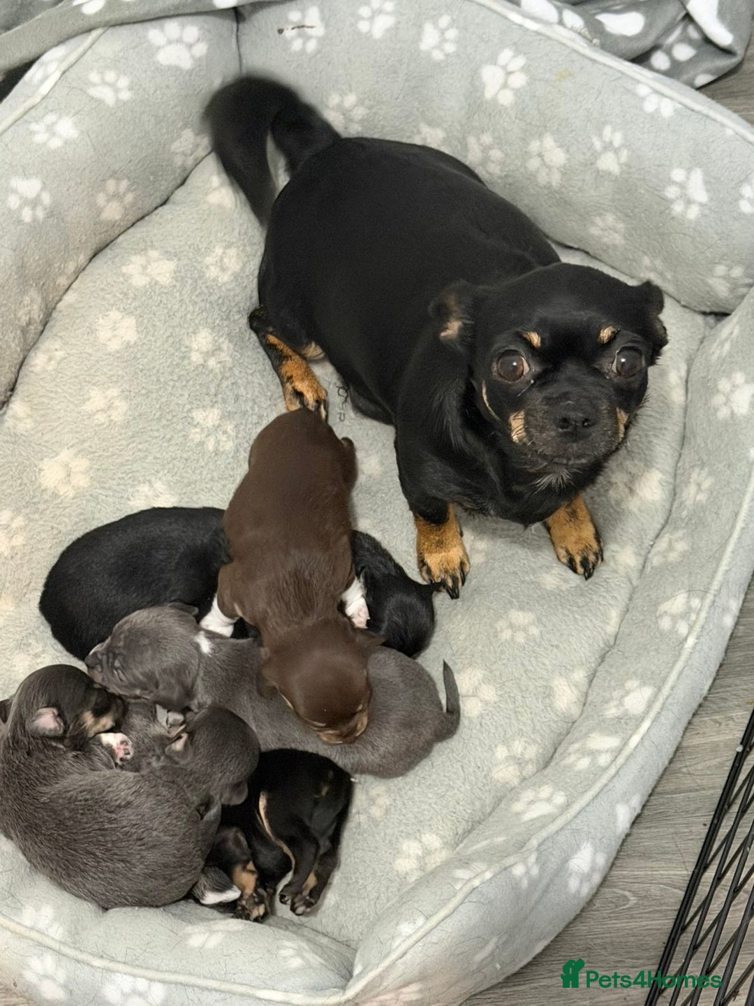 Chihuahua dogs for sale: X7 chihuahua puppies  - Image 18