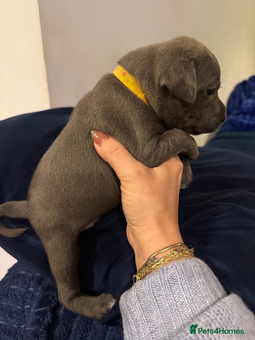 Staffordshire Bull Terrier dogs for sale: KC Registered Exceptional Blue Staffies - Advert 28