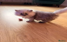Persian cats for sale: Chinchilla Persians  - Image 1