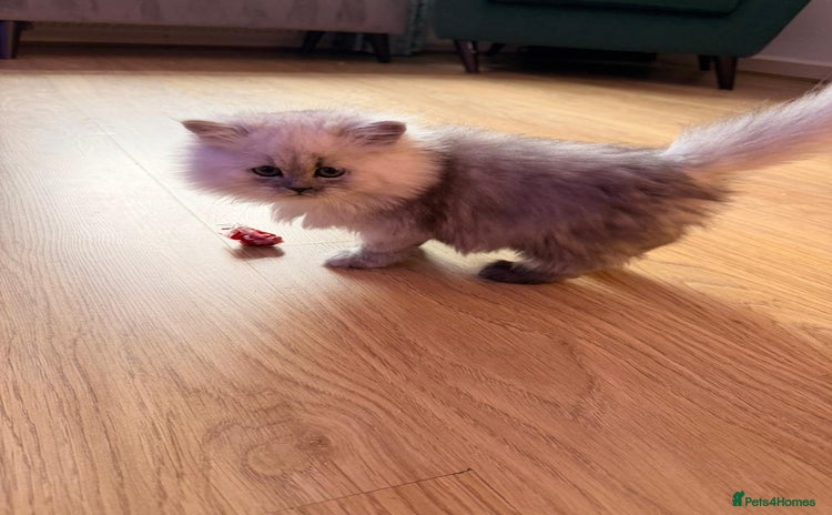 Persian cats - Advert 1