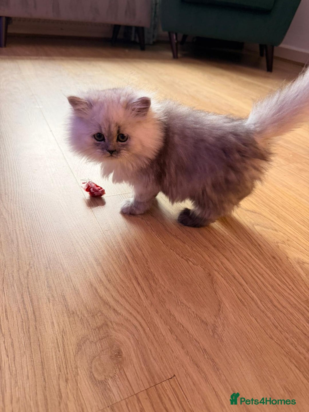 Persian cats for sale: Chinchilla Persians  - Image 1