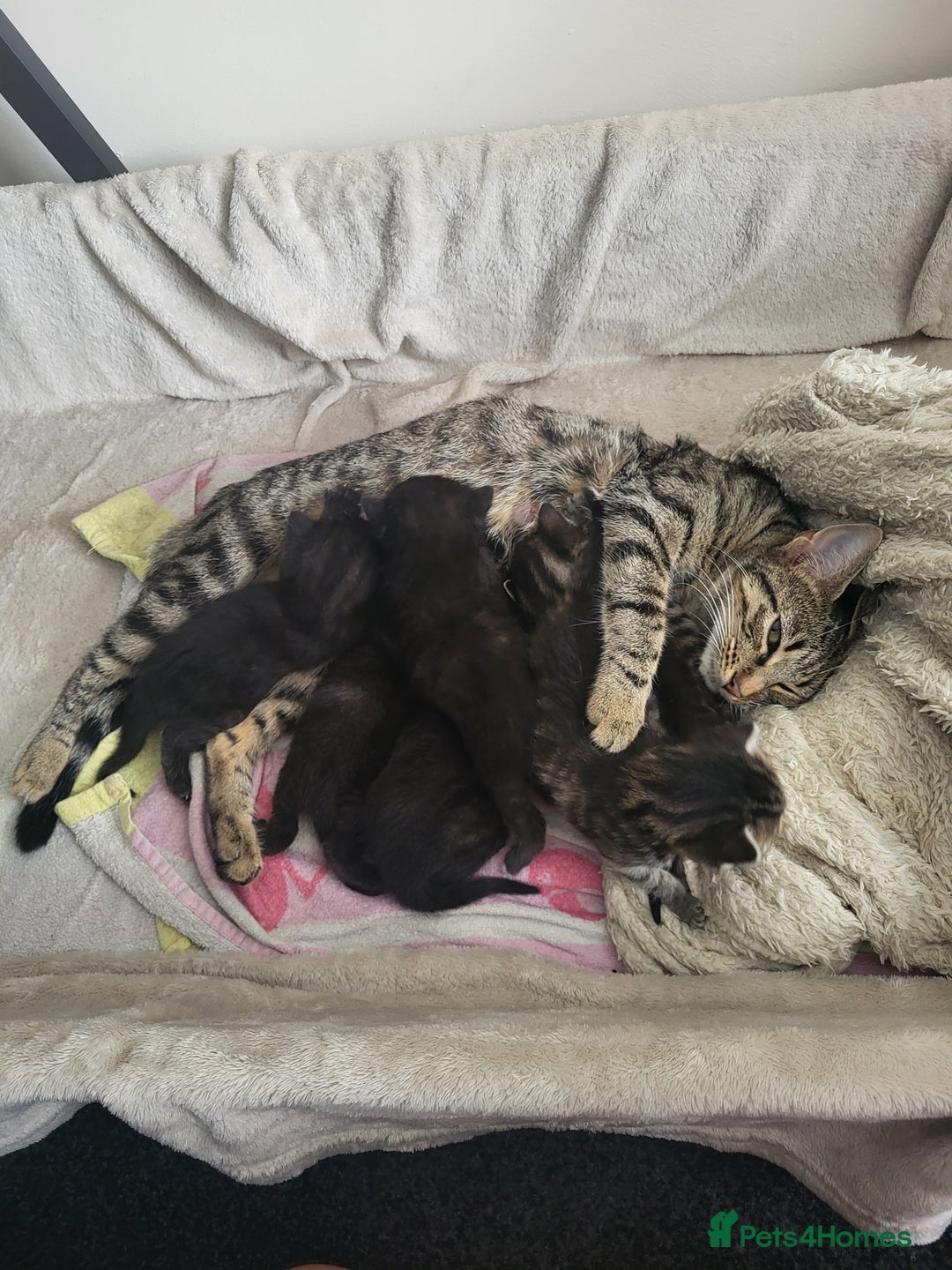 Bengal cats for sale: Bengal mix kittens  - Image 1