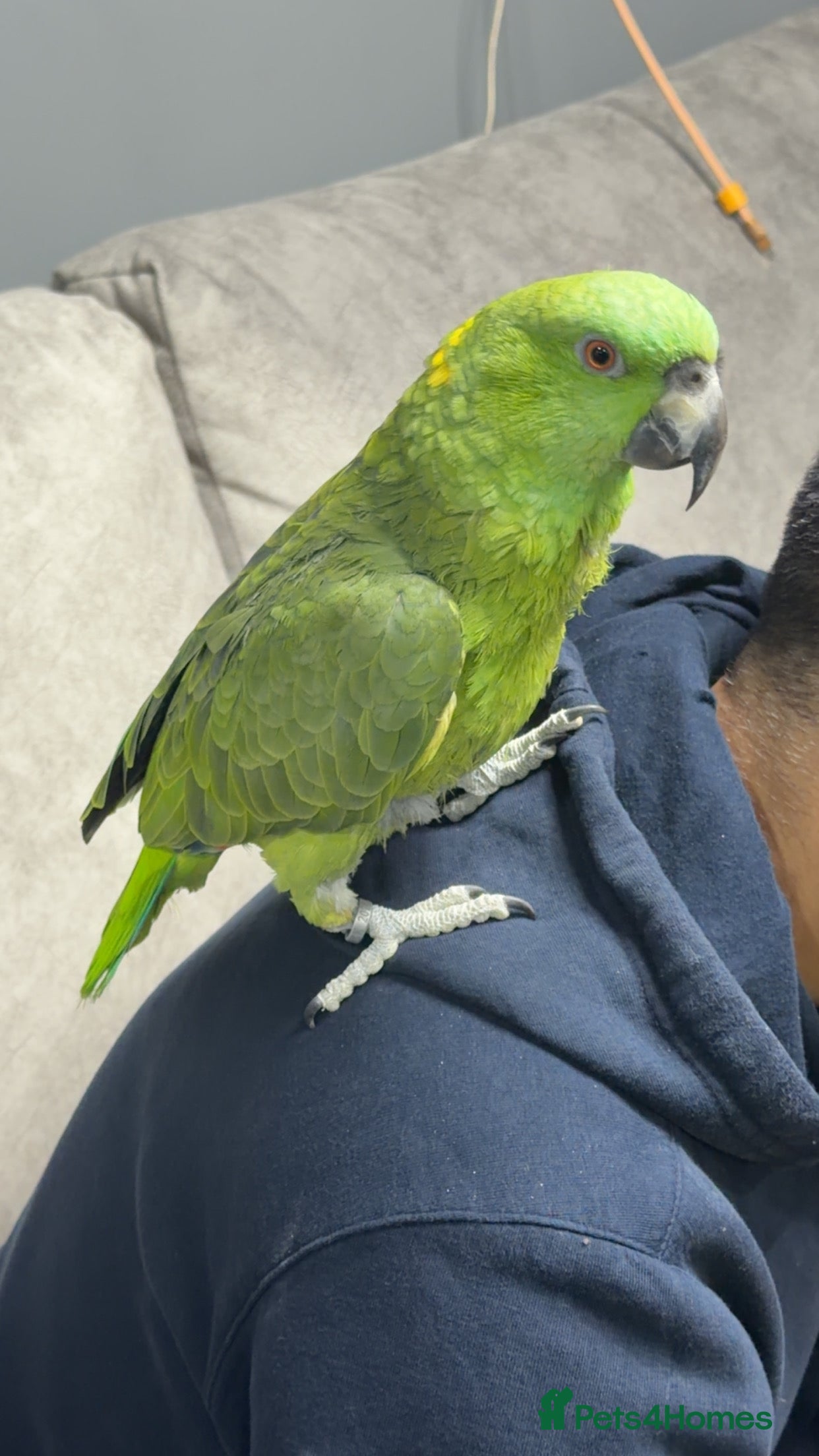 Parrots birds Yellow-naped Amazon parrot 🦜  - Advert 1