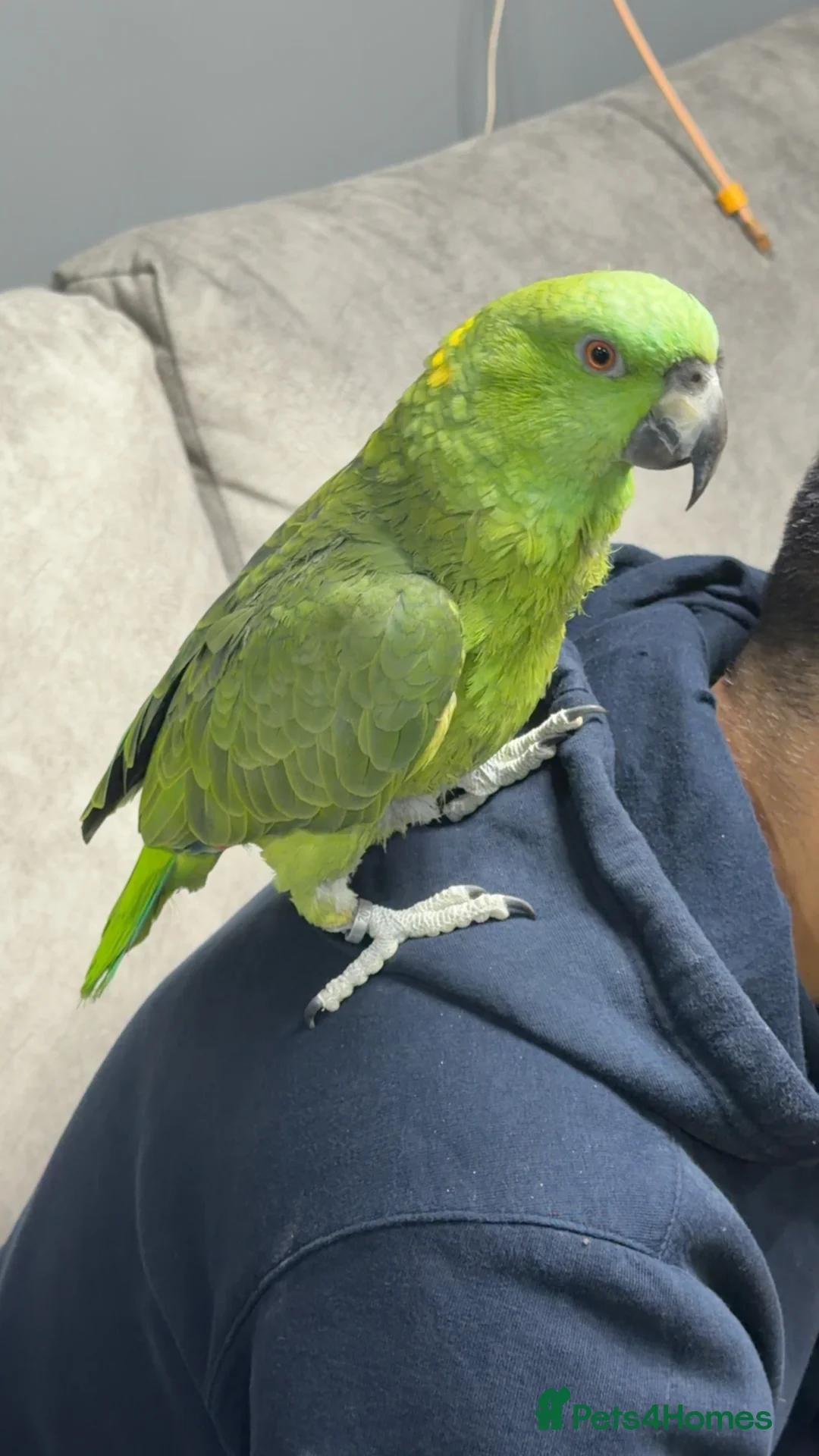 Parrots birds for sale: Yellow-naped Amazon parrot 🦜  - Advert 1