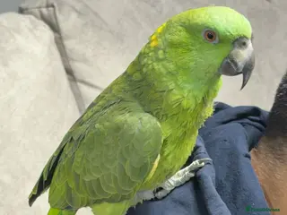 Parrots birds Yellow-naped Amazon parrot 🦜 - Advert 2