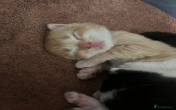 Mixed Breed cats for sale: 5 gorgeous kittens - Image 22