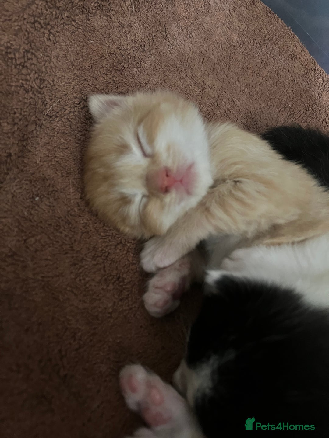 Mixed Breed cats for sale: 5 gorgeous kittens - Image 22
