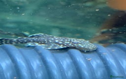 Plecos fish for sale: Bristle nose pleco juvenile  - Image 5