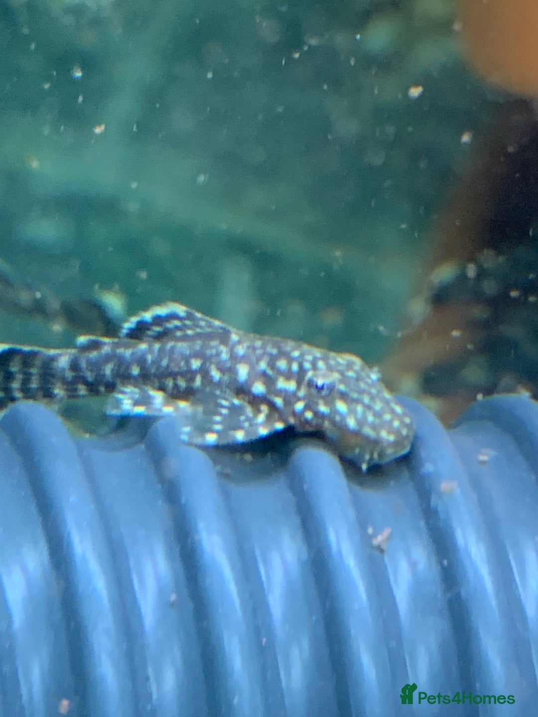Plecos fish for sale: Bristle nose pleco juvenile  - Image 5