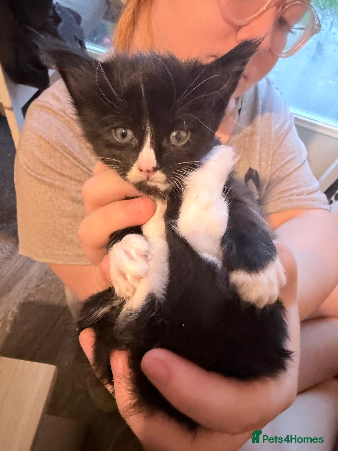 Maine Coon cats for sale: TICA reg adorable Maine Coon baby kittens  - Advert 2