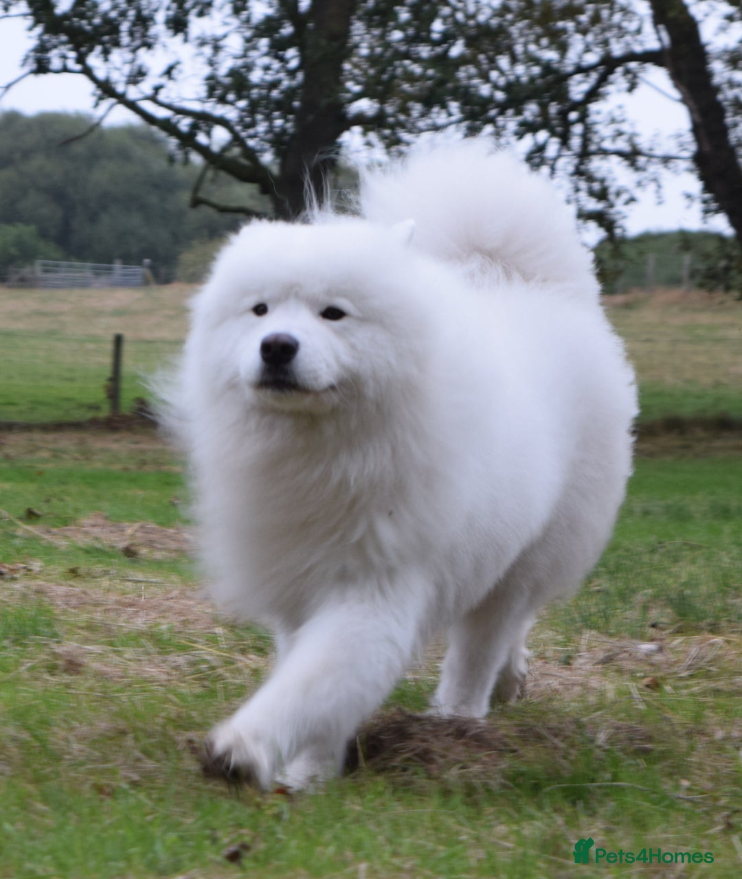 Samoyed dogs for stud: The Cutest Samoyed For Stud Kc Health Tested Champ - Image 7