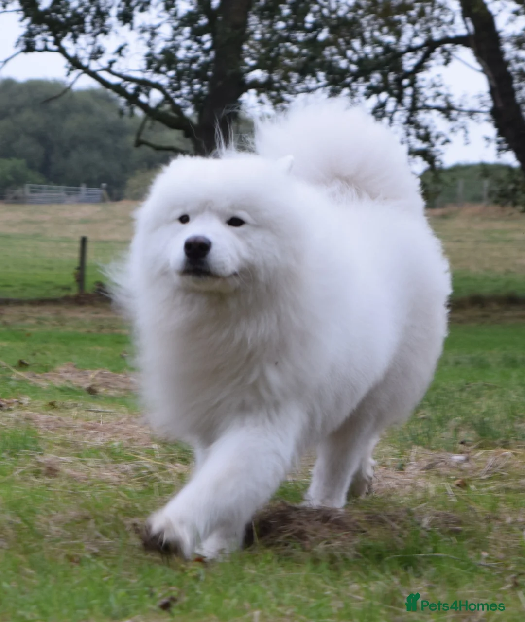 Samoyed dogs for stud: FULLY HEALTH TESTED KC Samoyed For Stud Champ Line - Advert 8