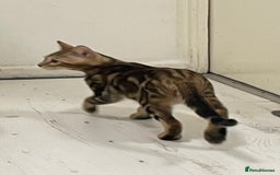 Bengal cats for sale: Marble bengal boy and bengal girl - Image 5