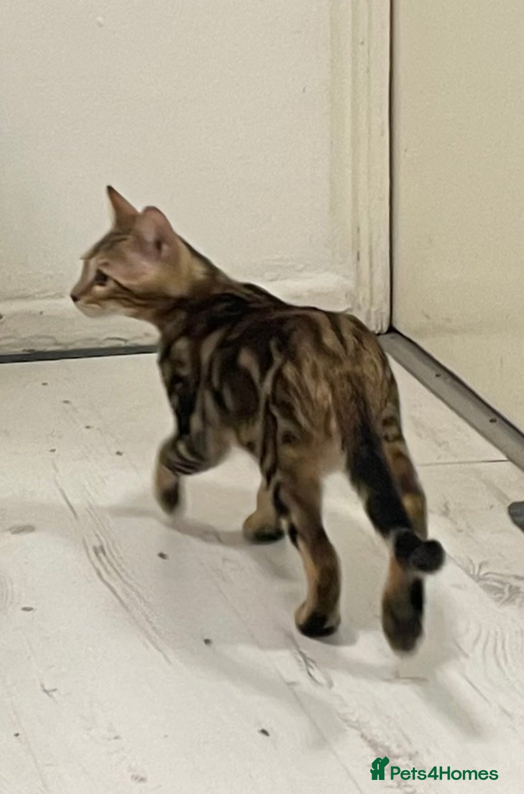 Bengal cats for sale: Marble bengal boy and bengal girl - Image 5