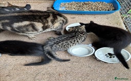 Mixed Breed cats for sale: Beautiful tabby kittens - Image 5
