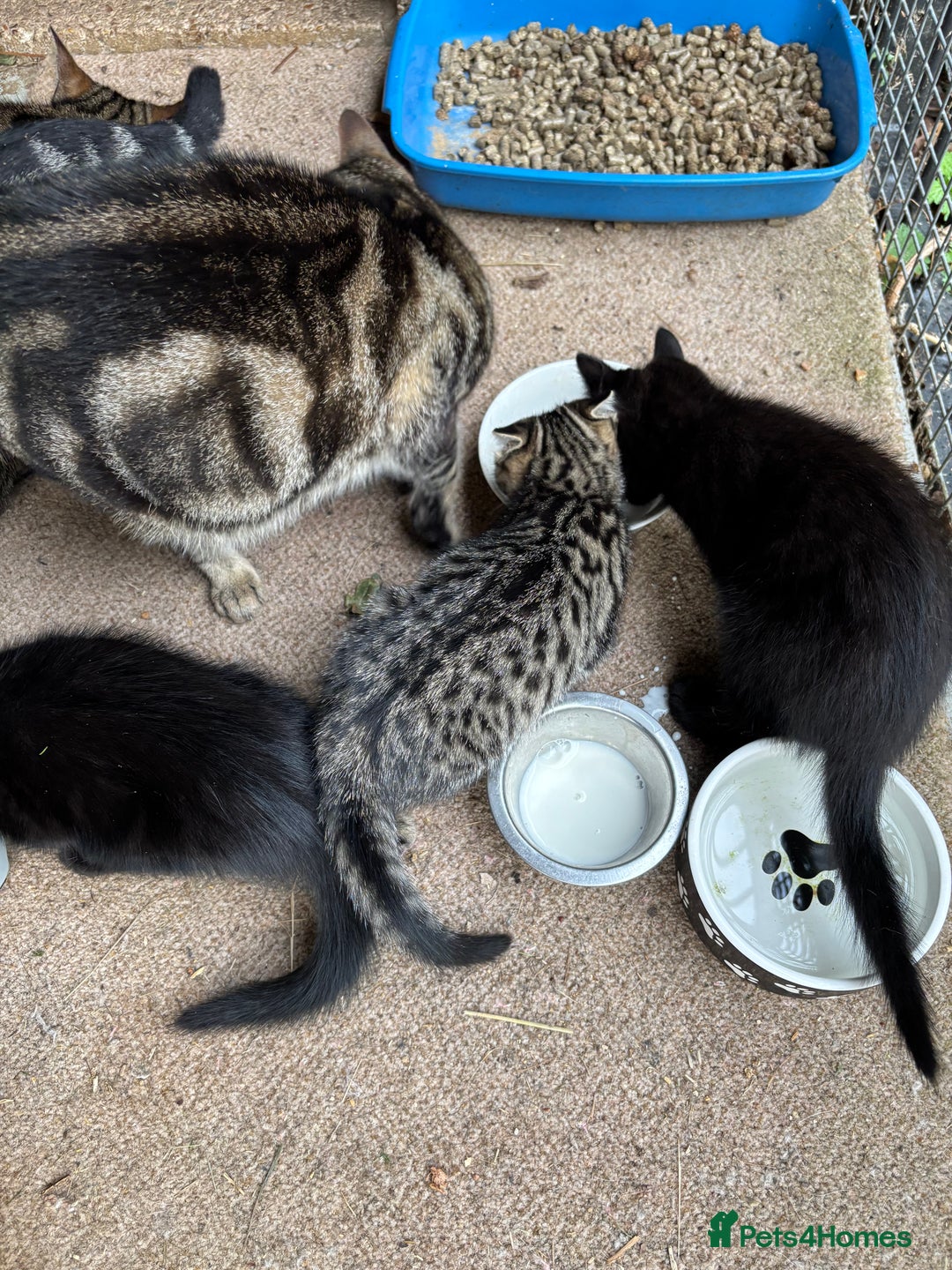 Mixed Breed cats for sale: Beautiful tabby kittens - Image 5