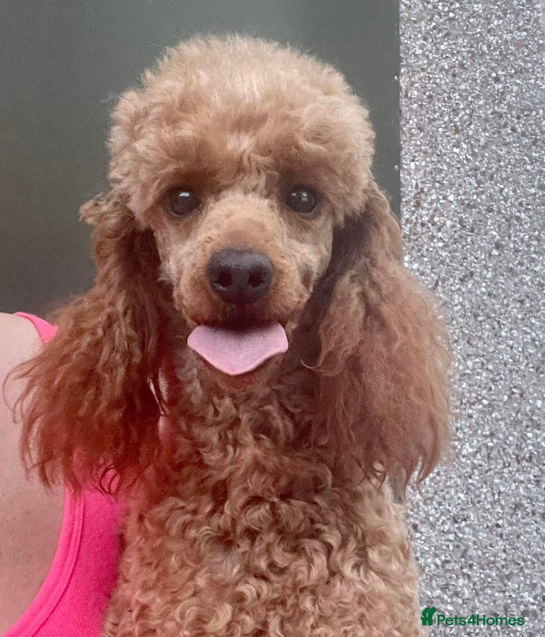 Miniature Poodle dogs for stud: Miniature Poodle at Stud  in Brampton - Advert 3