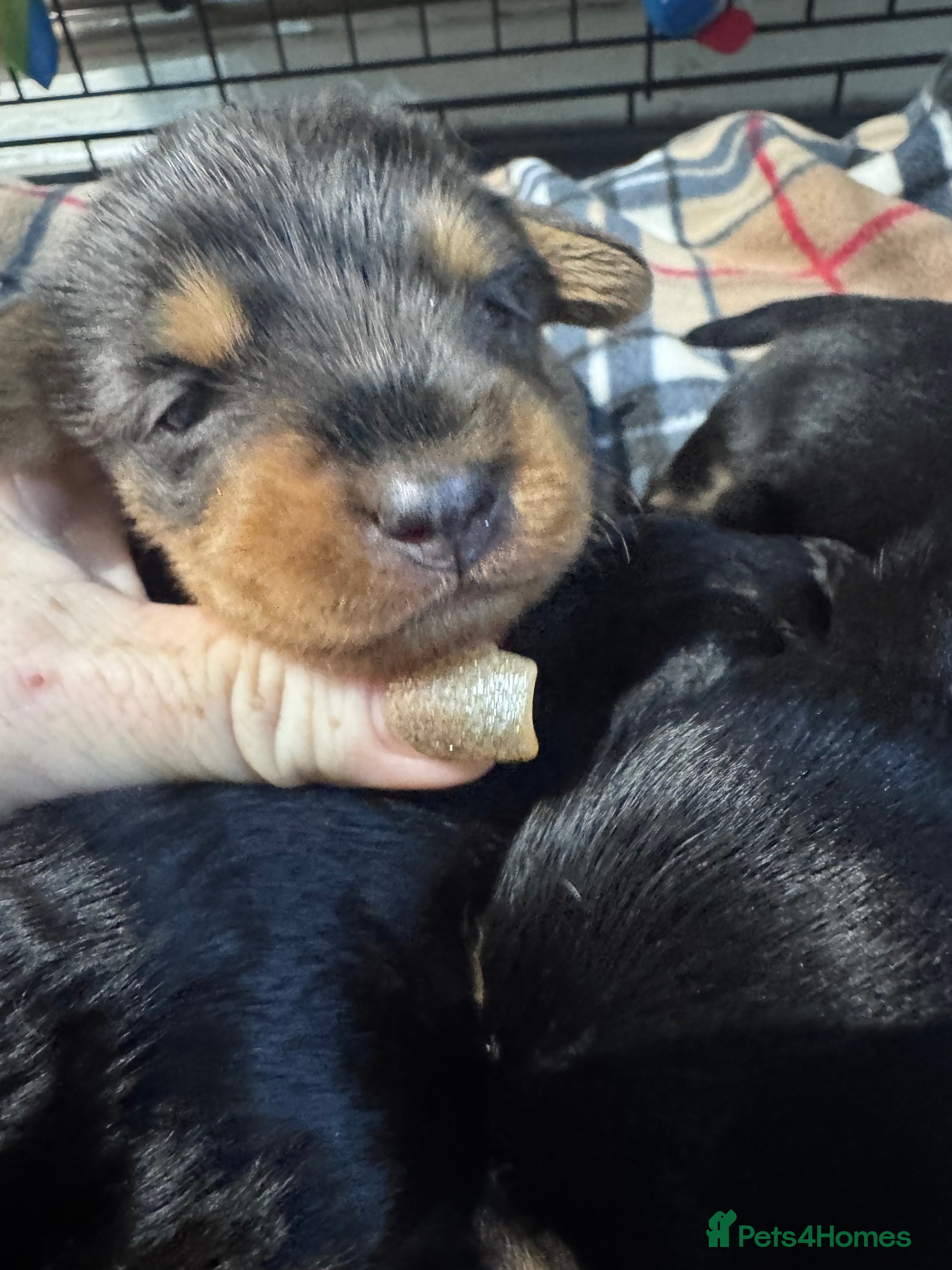 Doxiepoo dogs Beautiful doxipoo baby’s  - Advert 1