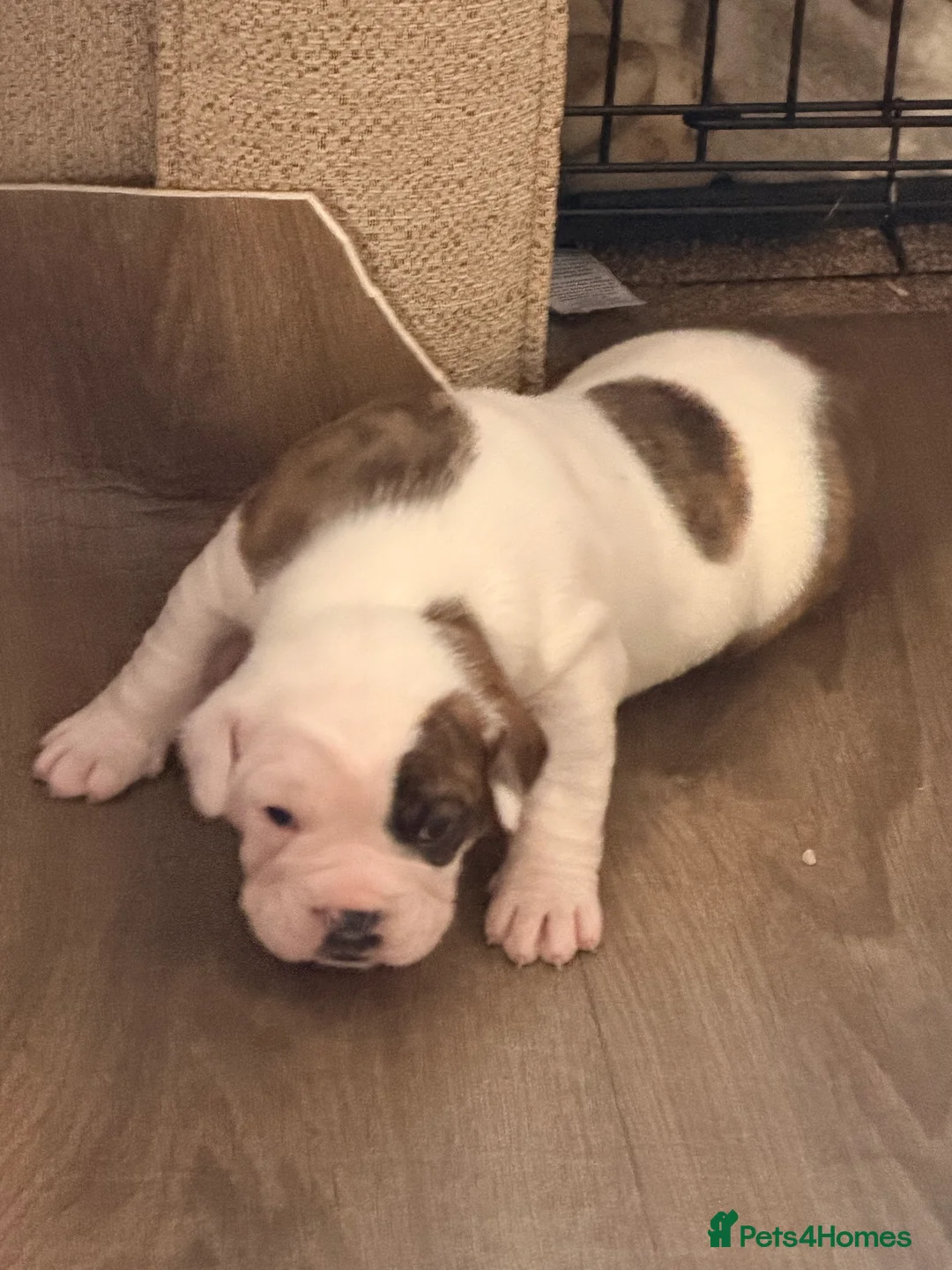 English Bulldog dogs for sale: Bulldogs  in Sandown - Advert 11