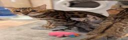 Bengal cats for sale: 🔥✨Pedigree TICA-Registered Bengals - Advert 36