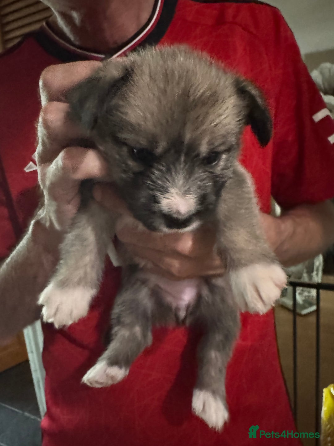 Mixed Breed dogs for sale: Siberian Husky X Staff/Lhasa Apso. Only 2 left!!  - Image 32
