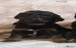 Toy Poodle dogs for sale: Phantom, black and tan and cream toy poodles  - Image 17