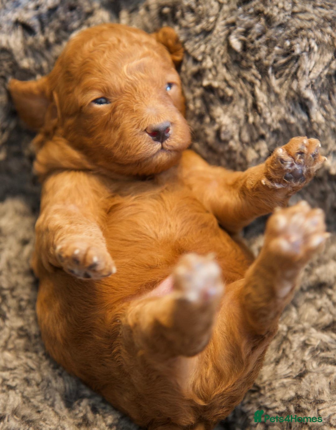 Cavapoo dogs for sale: Gorgeous F1B Fox Red Cavapoo Puppies - Image 23