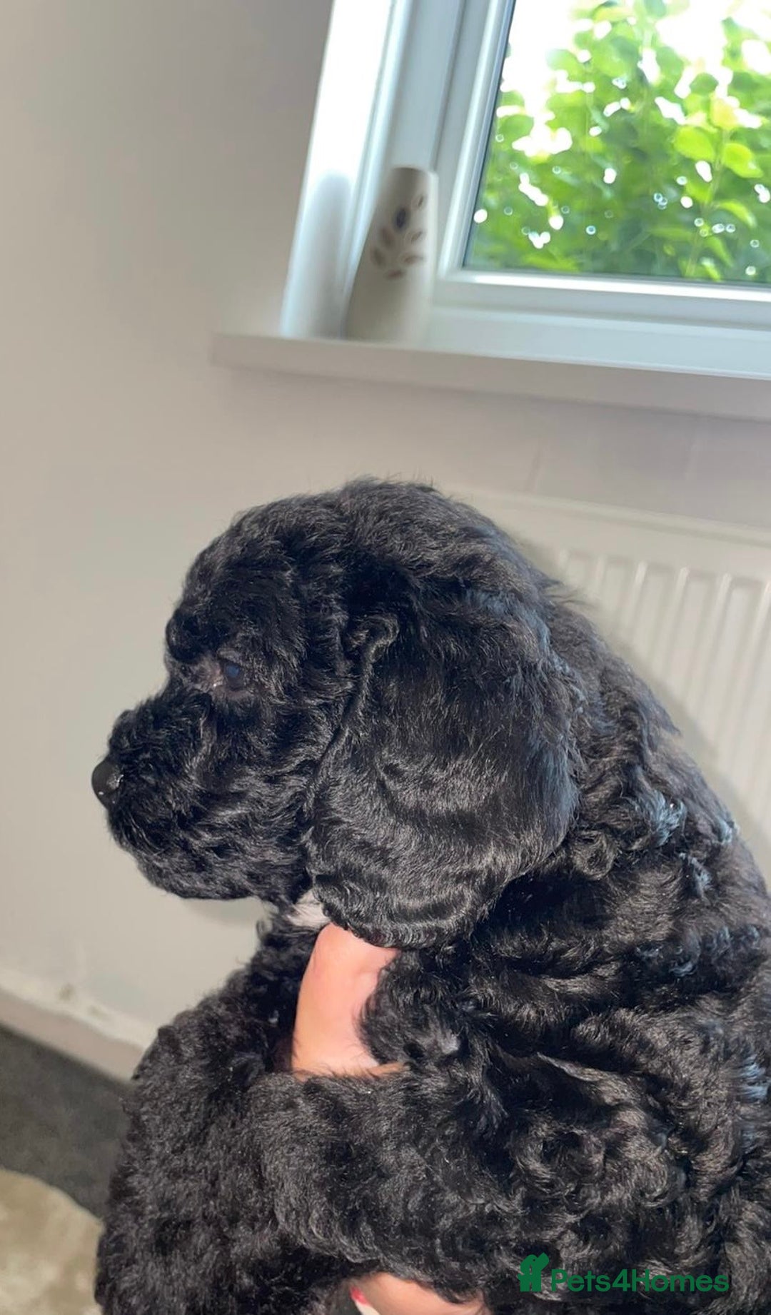 Cavapoo dogs for sale: Maltipoo  - Image 4