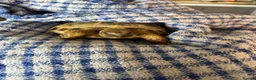 Tortoise reptiles for sale: Horsfield tortoise under 1 year  - Advert 4