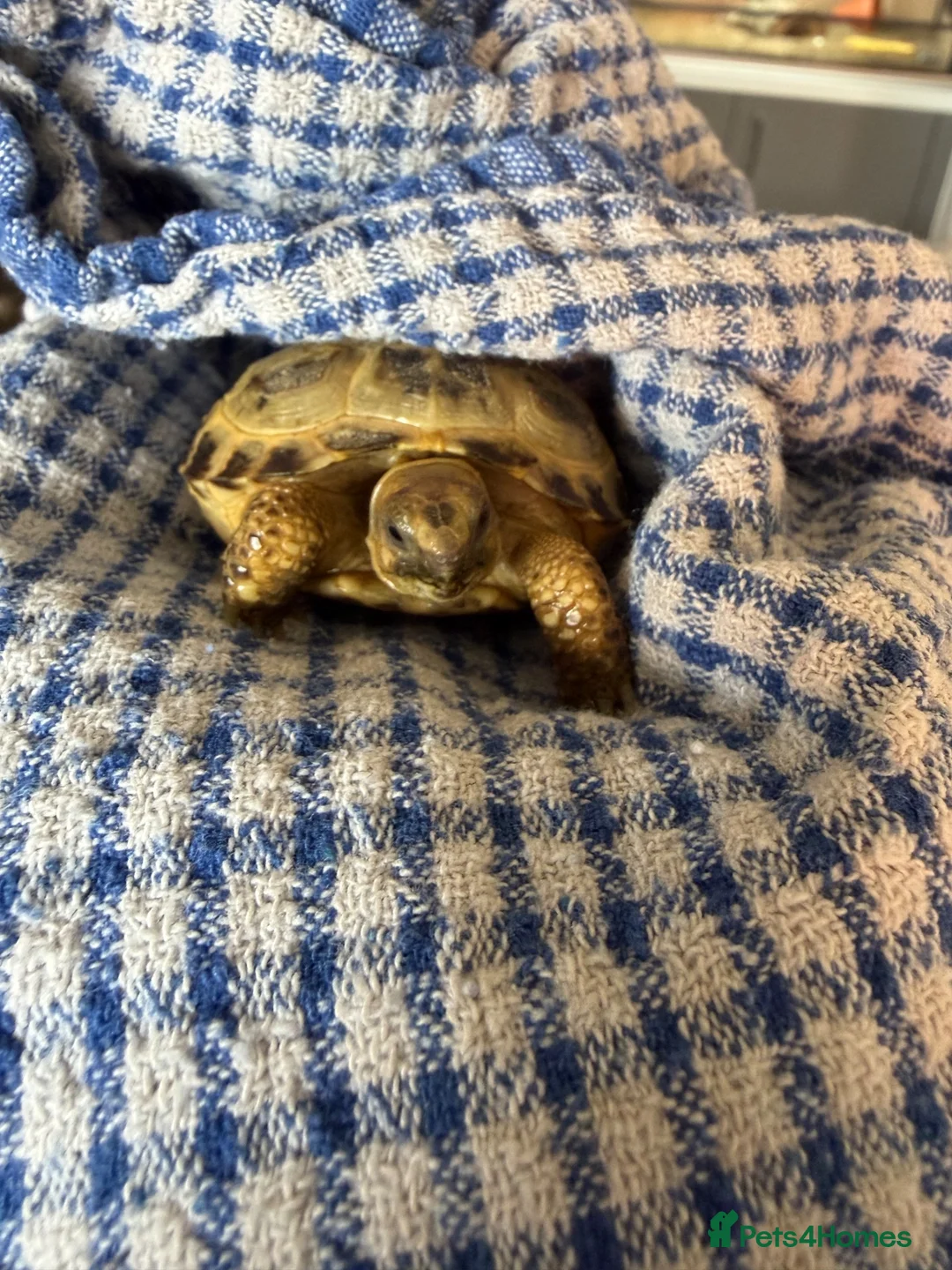 Tortoise reptiles for sale: Horsfield tortoise under 1 year  - Advert 4