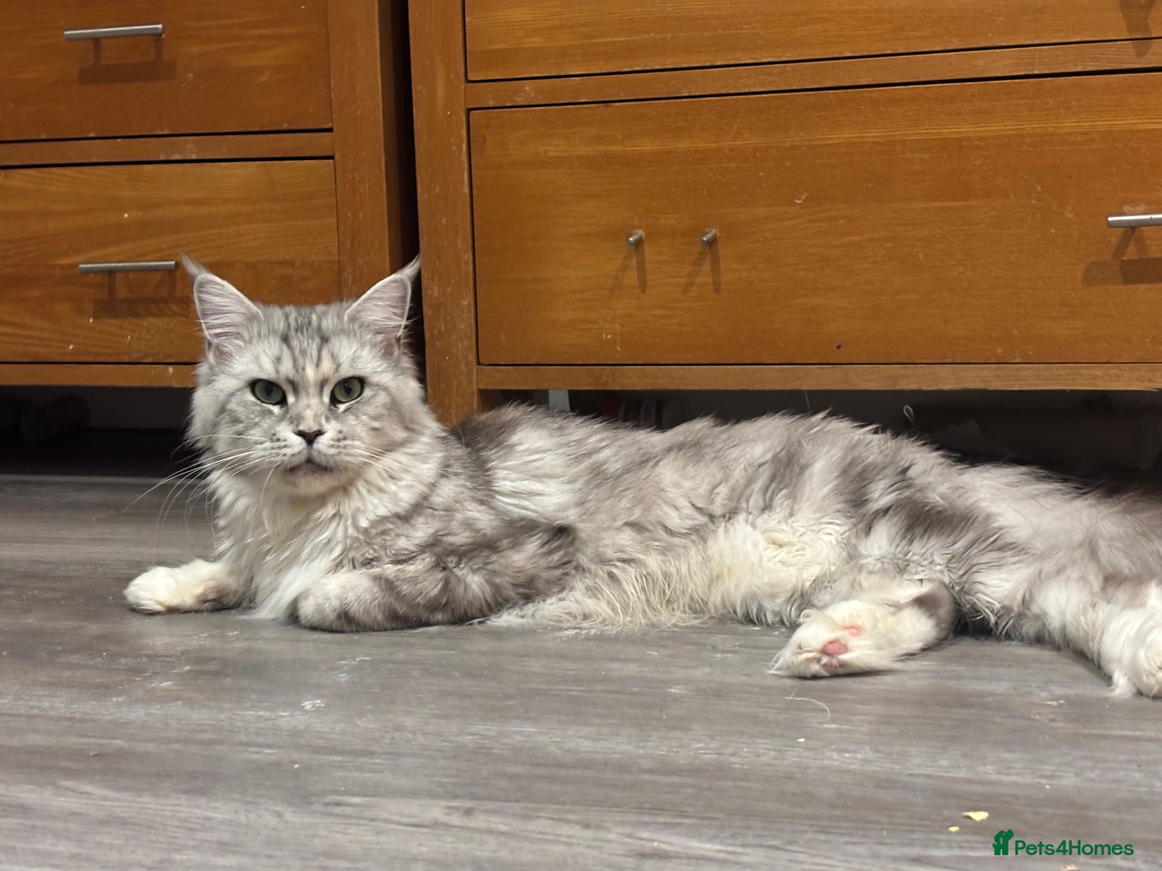 Maine Coon cats Attention Please ‼️ - Advert 7