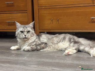 Maine Coon cats Attention Please ‼️ - Advert 1