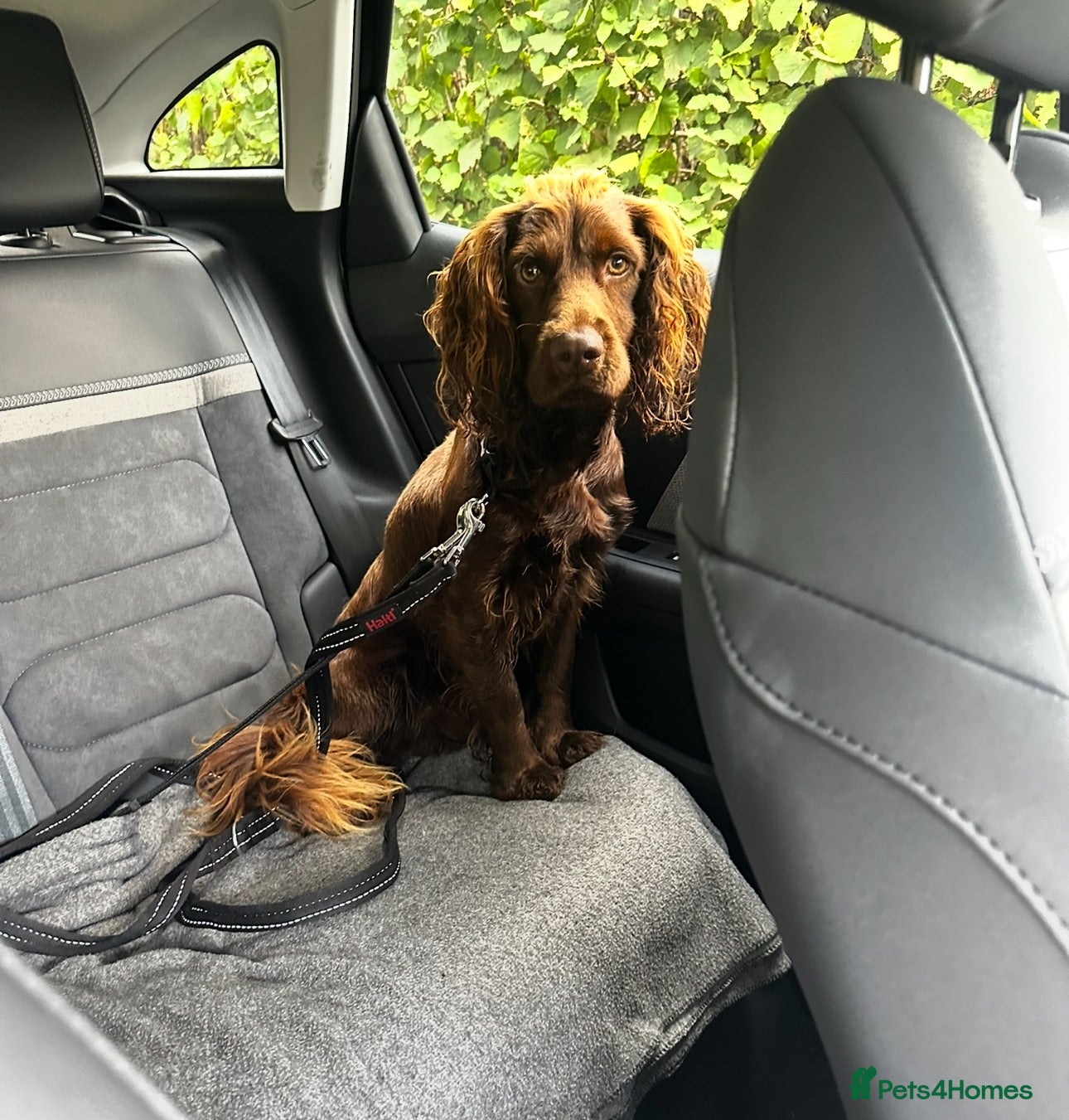 Cocker Spaniel dogs One year old Cocker Spaniel  - Advert 1