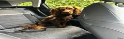 Cocker Spaniel dogs for sale: One year old Cocker Spaniel  in Abergavenny - Advert 1