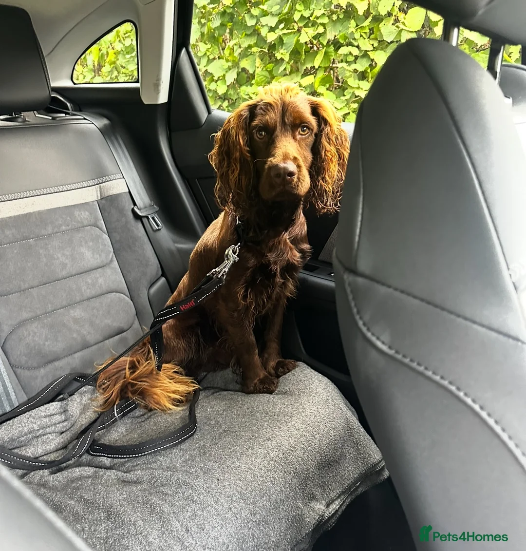Cocker Spaniel dogs for sale: One year old Cocker Spaniel  in Abergavenny - Advert 1