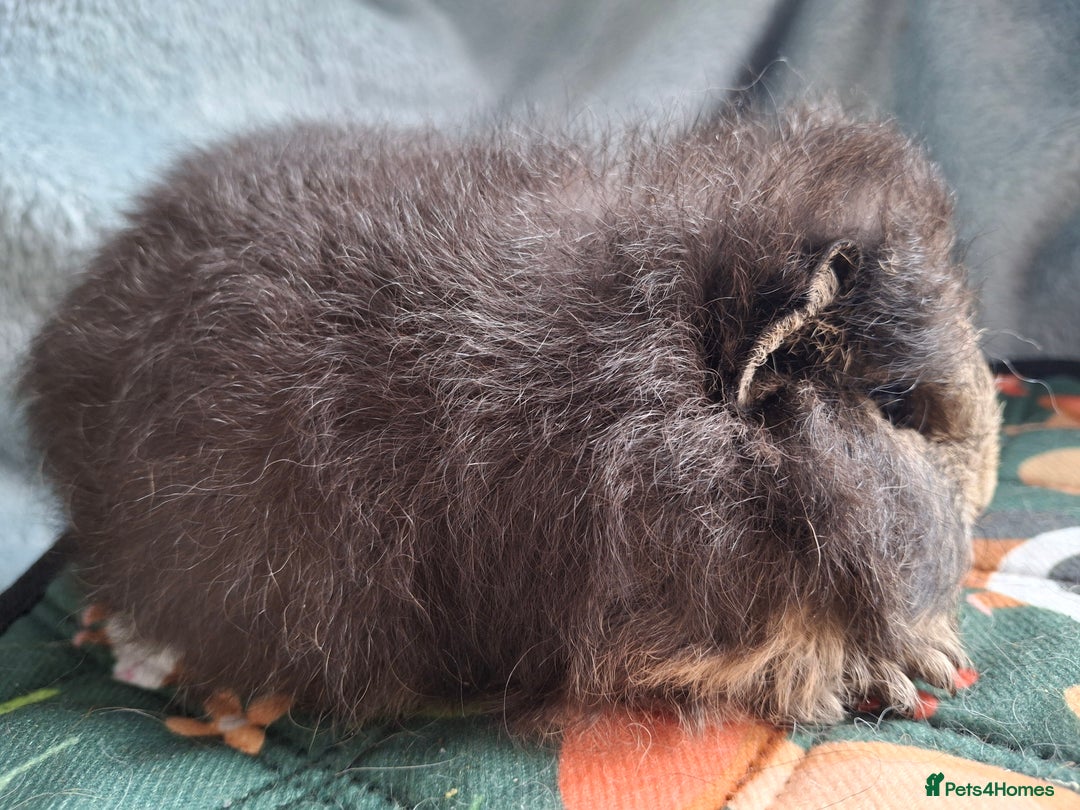 Guinea Pig rodents for sale: Beautiful Swiss Boars Baby /Young Adult  - Advert 2