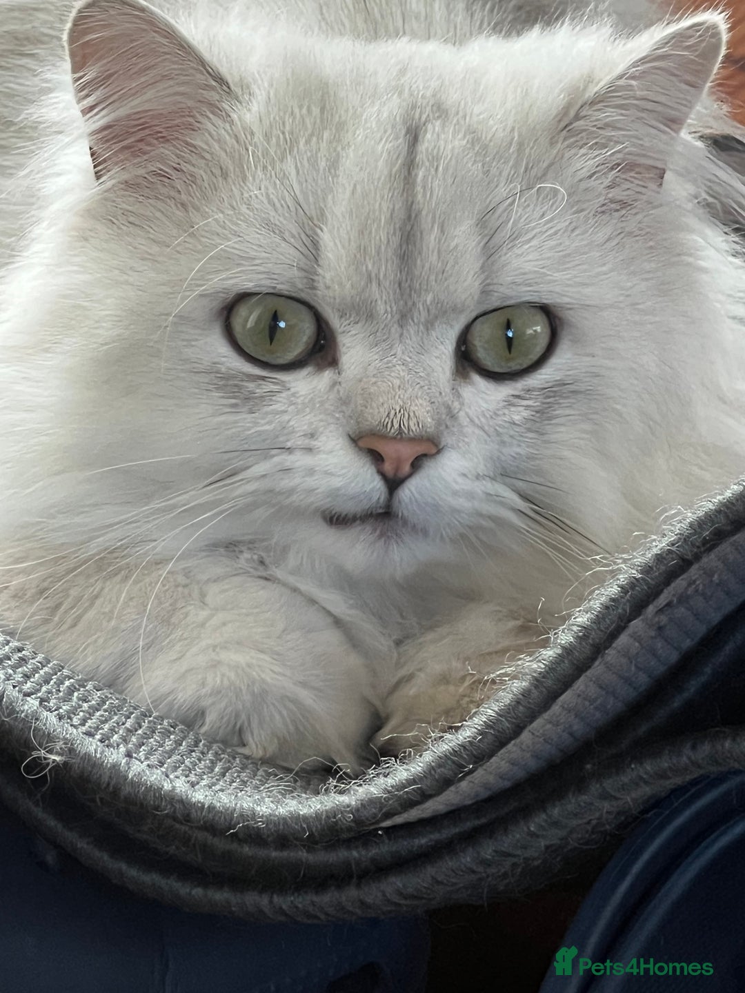 Persian cats for sale: PERSIAN CHINCHILLA - Advert 7